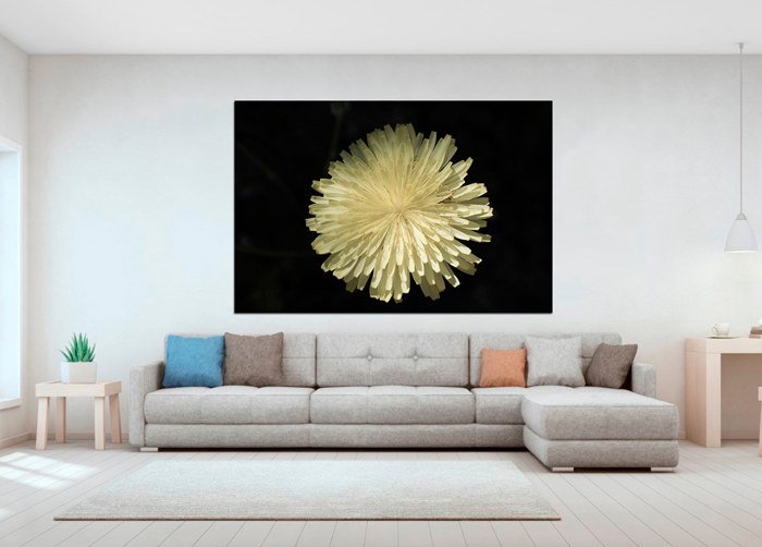 Tableau fleur de dahlia blanc