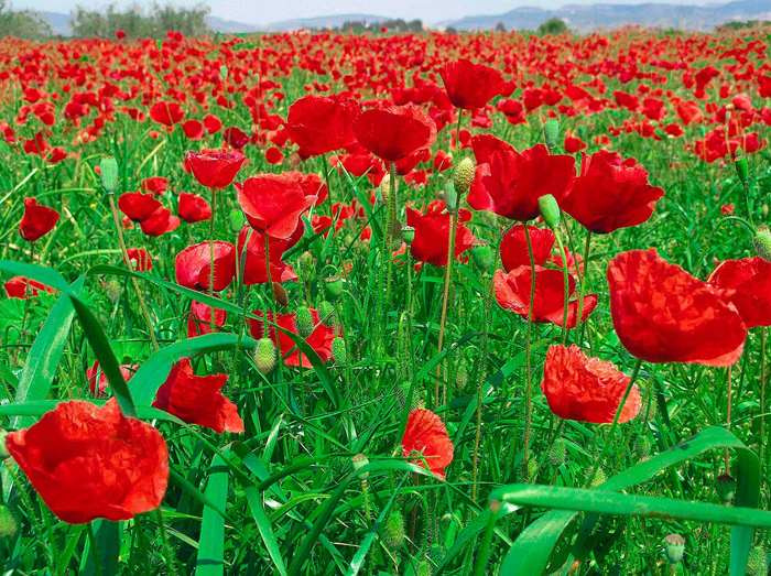 Tableau coquelicots en el champ