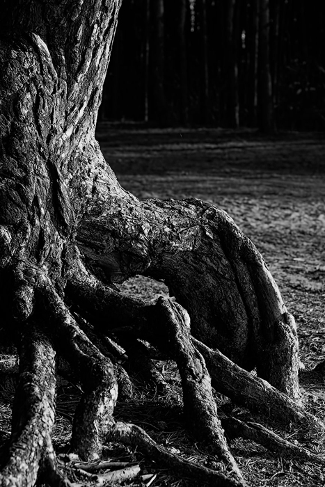 Tableau arbre centenarivière