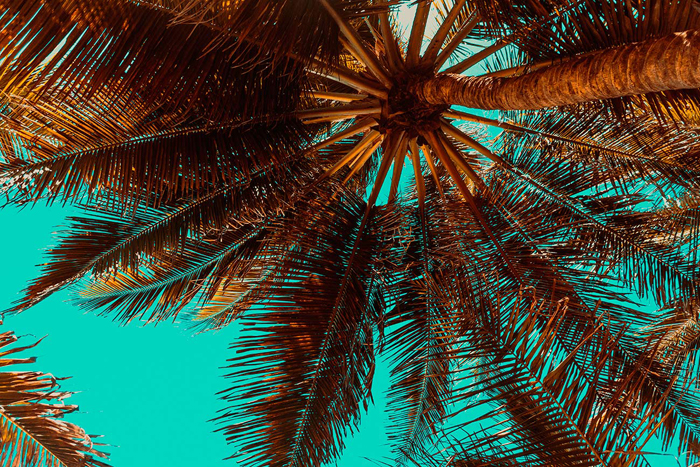 Tableau sous le palmier