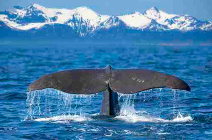 Tableau baleine