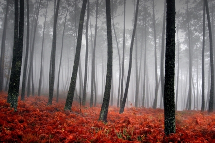 Tableau forêt