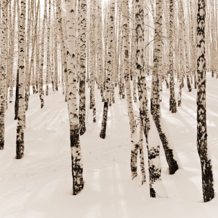 Tableau forêt neigeux
