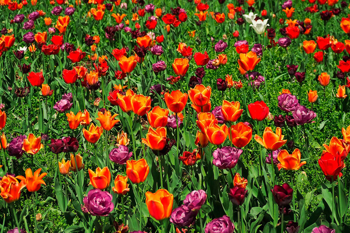 Tableau champ de tulipees