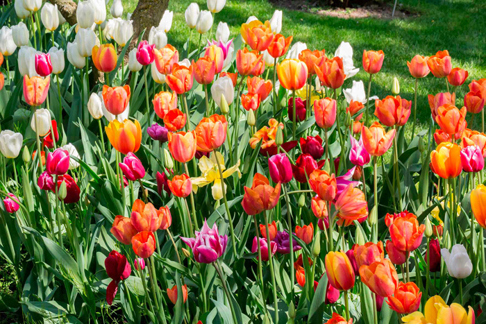 Tableau champ de tulipees