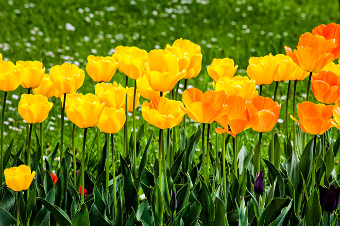Tableau de tulipees jaunes