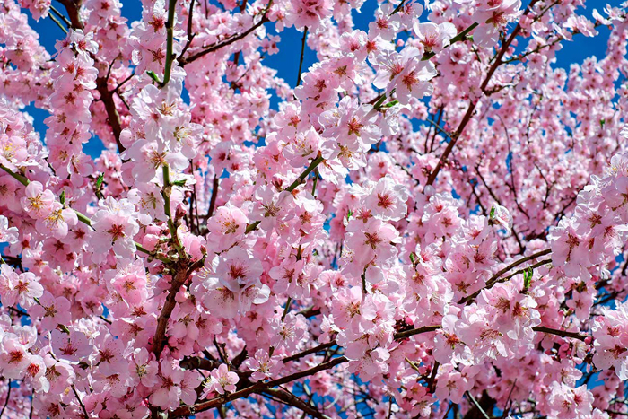 Tableau fleur de cerisier