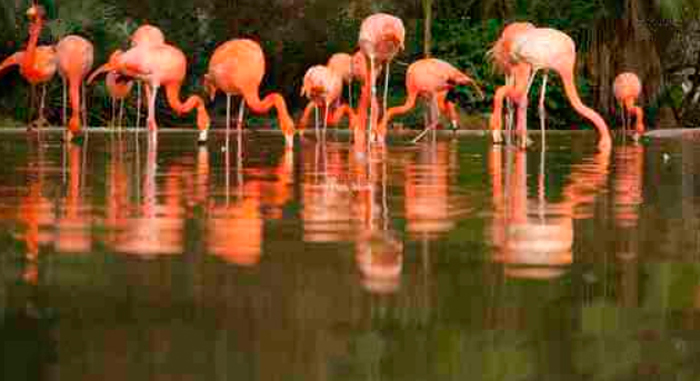 Tableau flamants roses