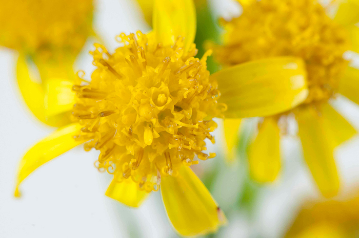 Tableau fleur jaune