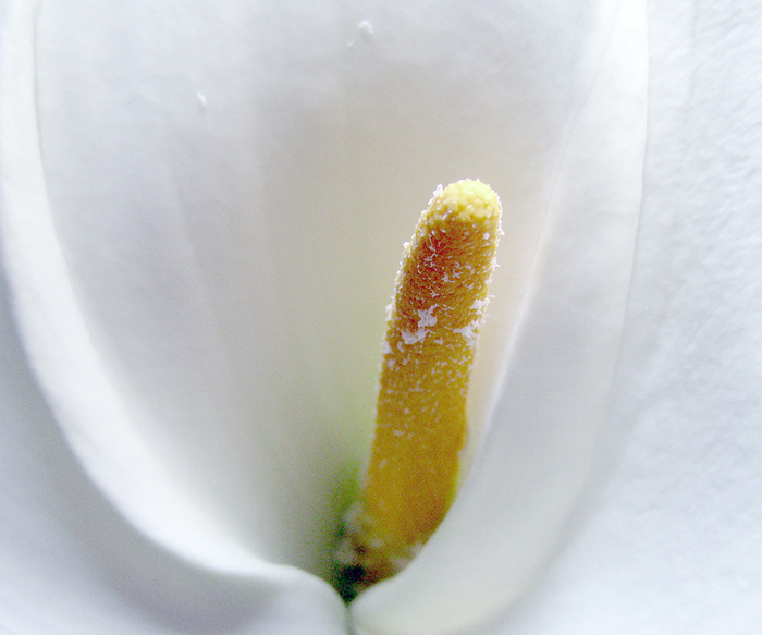 Tableau de fleur blanc