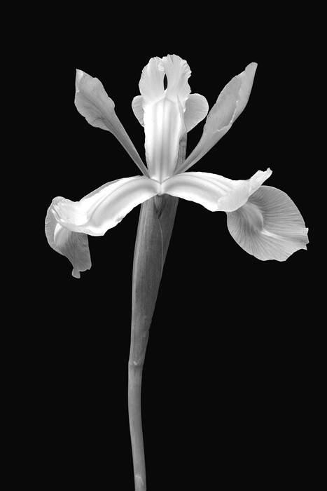Tableau fleur blanc e noir