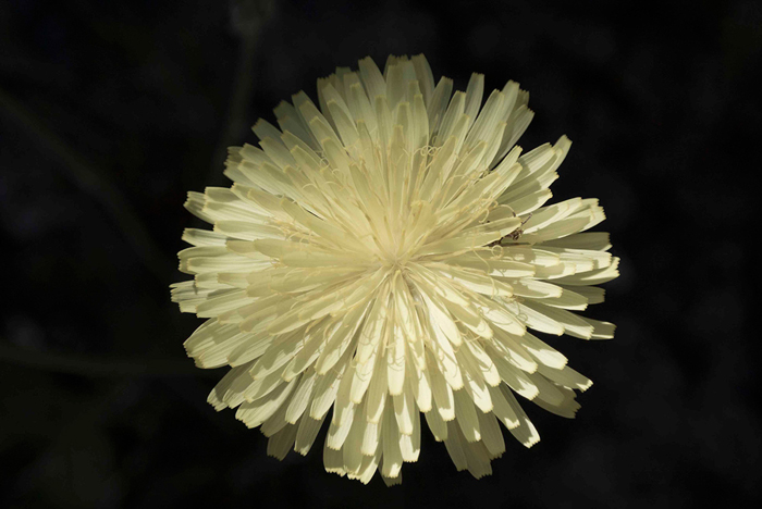 Tableau fleur de dahlia blanc