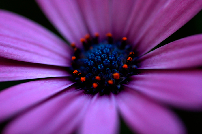 Tableau de fleur violet