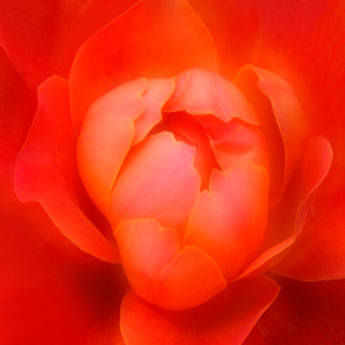 Tableau de fleur rouge