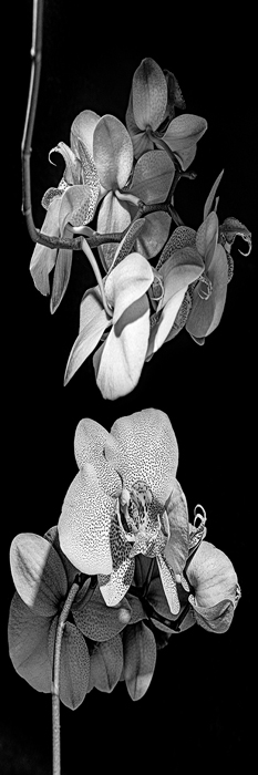 Tableau de fleurs blanc et noir