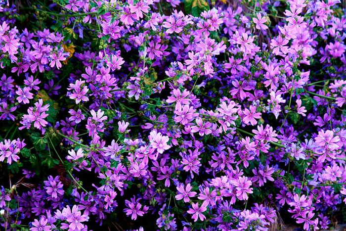Tableau fleurs violet
