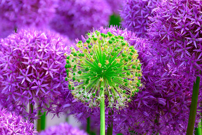 Tableau fleurs violettes