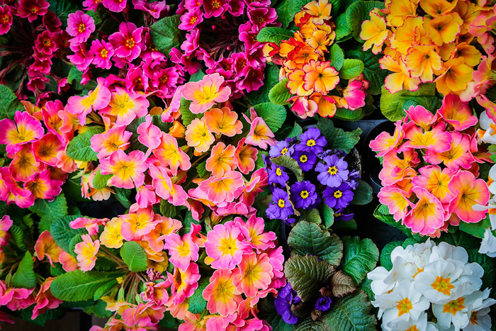 Tableau fleurs et couleurs