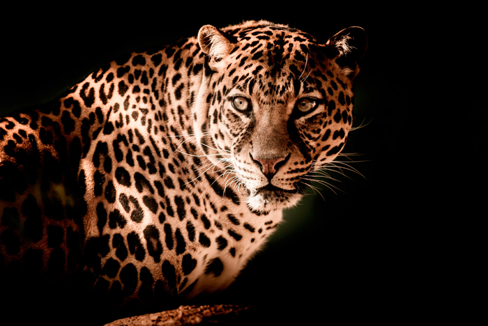 Tableau léopard