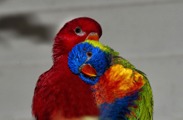 Tableau perroquets avec amour