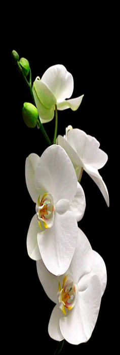 Tableau d'orchidées