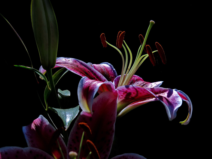 Tableau d'orchidées fond noir