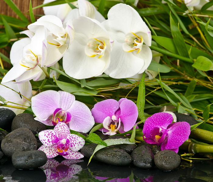 Tableau orchidées