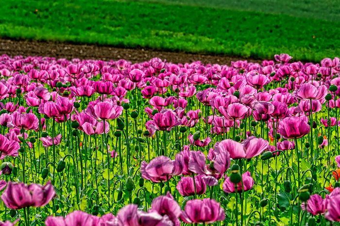 Tableau paysage coquelicots fuchsia