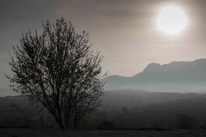Tableau paysage arbre et soleil