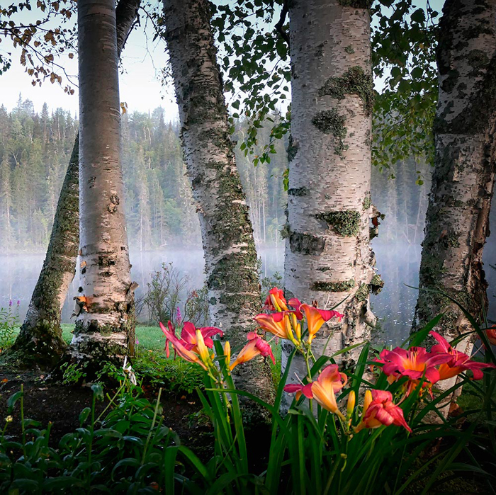 Tableau paysage arbres
