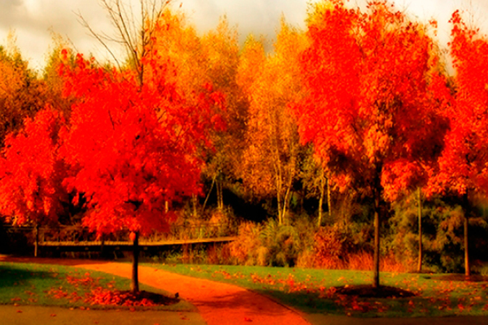 Tableau paysage arbres rouges