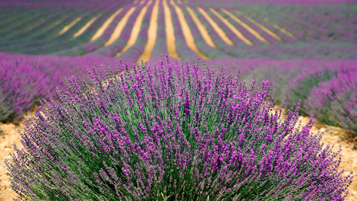 Tableau paysage de lavenda