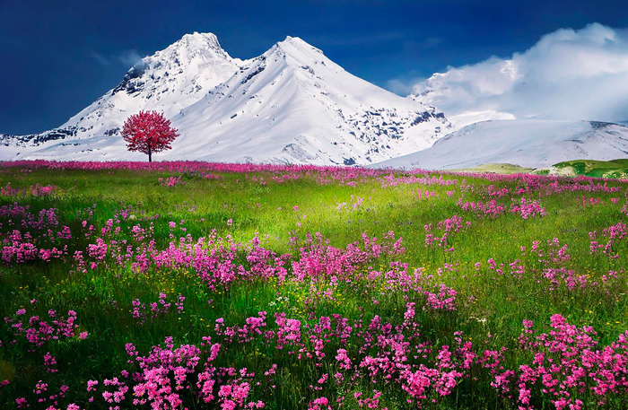 Tableau paysage fleurs et montagnes
