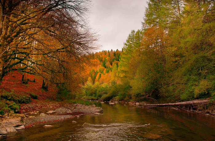 Tableau paysage luxuriant avec rivière