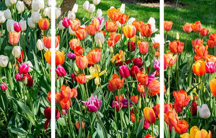 Tableau triptyque paysage de tulipees