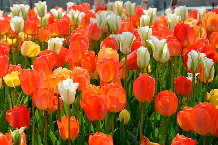 Tableau tulipees orange