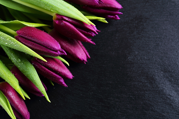 Tableau tulipees violettes